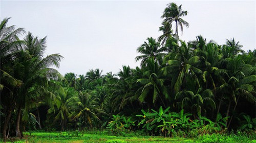 桑塔纳加盟费多少